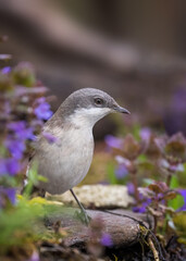 Lesser whitethroat