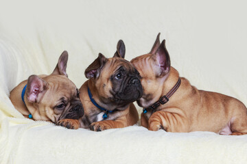 Three French Bulldog puppies