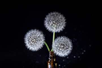 Three white fluffy round dandelions on a black background in a vase, close-up. Round head of summer plants with umbrella-shaped seeds. The concept of freedom, dreams of the future, tranquility