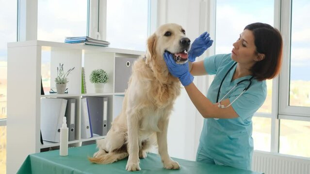 Vet cheking golden retriever dog teeth during appointment in veterinary clinic