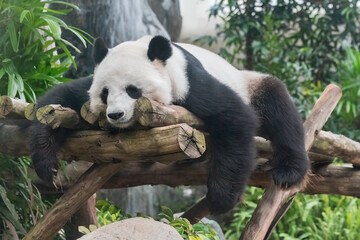 A adorable giant sleeping panda bear