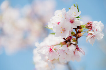 Beautiful sakura flower (cherry blossom) in spring. sakura tree flower on blue sky.