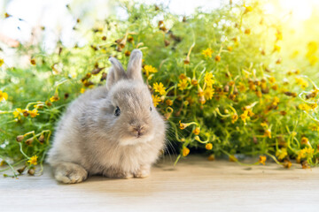 Lovely bunny easter brown rabbit on wooden table with natural bokeh as background . Cute fluffy...