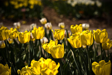 Żółte tulipany, kwitnące w pełni swojego uroku. Przynoszą radość i wiosenną świeżość w każde miejsce.