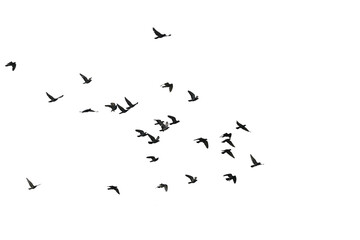 Flocks of flying pigeons isolated on white background. Save with clipping path.
- 593600684