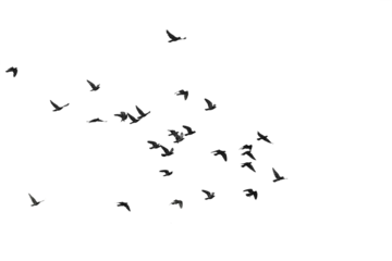 Fototapete Vögel Flocks of flying pigeons isolated on white background. Save with clipping path.    © krsprs
