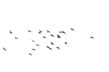 Flocks of flying pigeons isolated on white background. Save with clipping path. 

