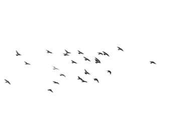Flocks of flying pigeons isolated on white background. Save with clipping path. 
