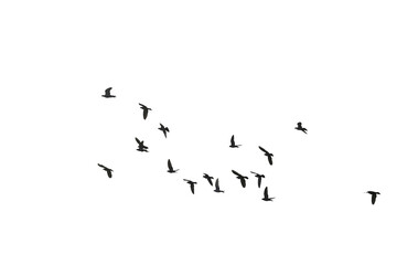 Flocks of flying pigeons isolated on white background. Save with clipping path. 
