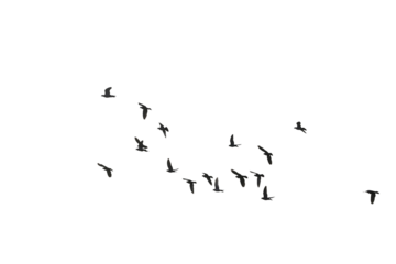 Flocks of flying pigeons isolated on white background. Save with clipping path. 
