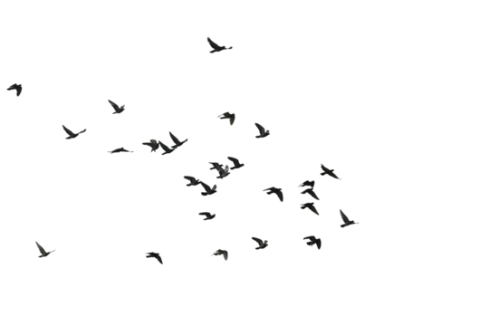 Flocks of flying pigeons isolated on white background. Save with clipping path. 
