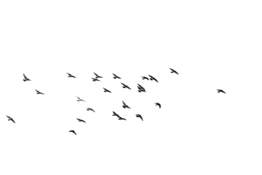 Flocks of flying pigeons isolated on white background. Save with clipping path. 
