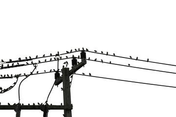 Birds on the wire isolated on with background save with clipping path.