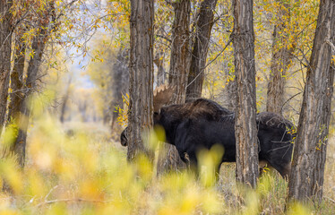 Bull Moose During the Rut in Autumn in Wyoming