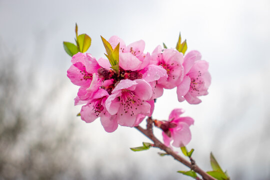 Close up pink buds flower on tree concept photo. Photography with blurred background. Countryside at spring season