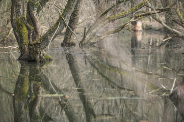 Verwunschene Flussaue mit Spiegelung der Bäume im Wasser an der Erms in Neckartenzlingen