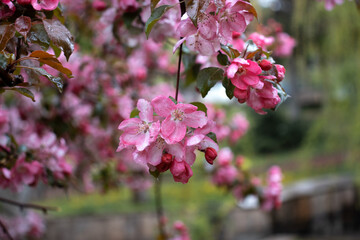 Close up apple spring flower with rain drops concept photo.