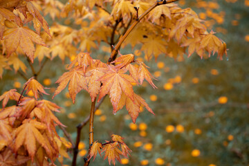 Close up yellow maple branch in the rain, autumn background.