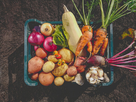 Organic vegetables from the home garden - potatoes, carrots, beets, tomatoes, lettuce, garlic, onions and zucchini in a wooden box among greenery. Raw healthy food concept. Still life