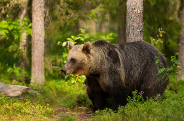Impressive portrait of Eurasian Brown bear in forest