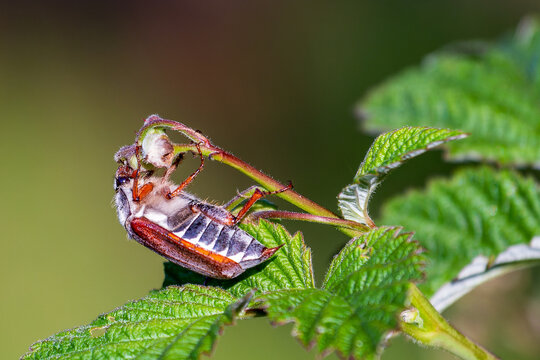 Cockchafer, colloquially called Maybug Maybeetle or doodlebug