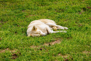 Sleeping Dog. Tired Ranch Dog sleeping in the grass on a warm spring day