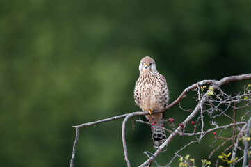 Common kestrel perched on a tree branch