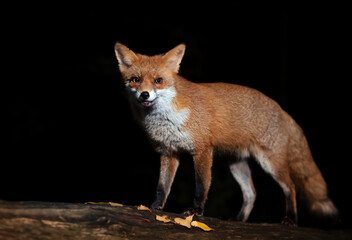 Red fox standing on a tree in autumn at night