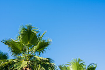 Palm leaves in bright sunlight against a cloudless blue sky, minimalist beautiful tropical...