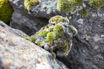Close up moss grown up cover the rough stones in the forest. Show with macro view. Rocks full of the moss