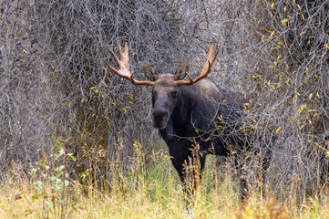 Fototapeta na wymiar Bull Moose During the Rut in Autumn in Wyoming