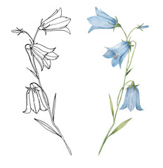 Bluebell flower. Watercolor illustration and line drawing of bluebell flower isolated on white background.