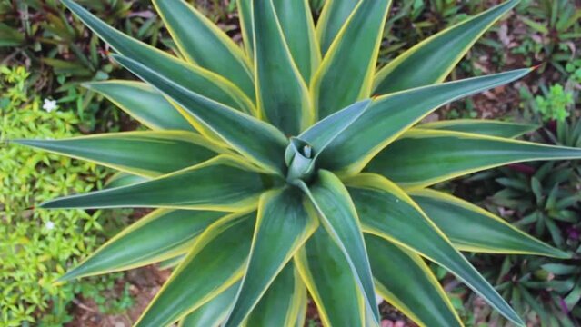 Agave Plants That Are Very Beautiful And Taken By Circling Objects