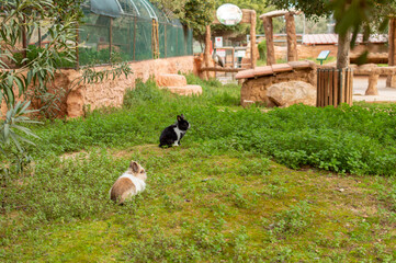 Two rabbits on the meadow in Greece zoo