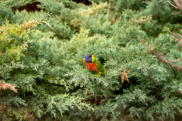 Coconut lorikeet is hiding among the brunches in a deep forest