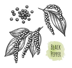 Black pepper and peppercorns. - 593606661