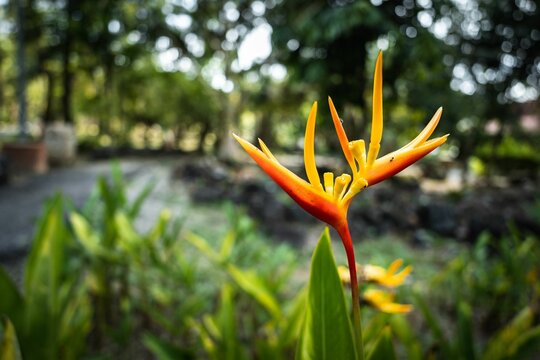 Closeup shot of the heliconia psittacorum in Park of Legends on the island of Langkawi in Malaysia.