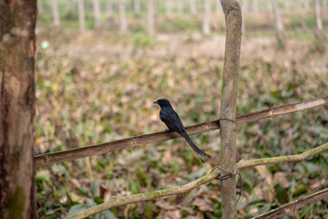 A beautiful small bird on bamboo and The background is earthy blurry