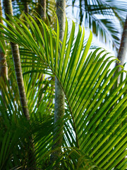 Plakat palm tree leaves