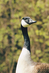 portrait of a goose