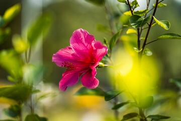 Closeup shot of a pink hibiscus flower in Malaysia.