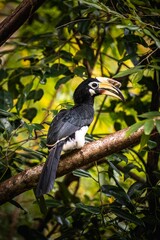 Oriental pied hornbill perching on tree