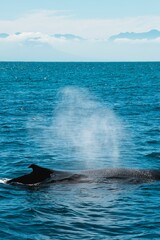 Vertical shot of a humpback whale in False bay near Cape Town