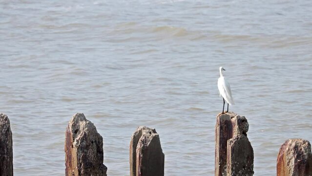 The herons at Thai seashore