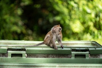 Brown monkey perching on dumpster