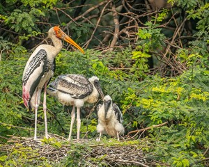 Painted stork with two juveniles on the nest made with branches