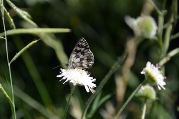 A marbled white butterflie on white flower on a sunny summer day