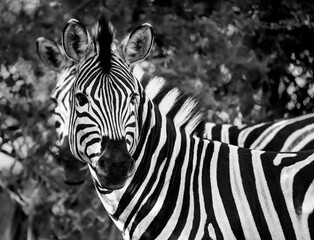 Fototapeta na wymiar Burchell's zebra - mono, Zebras in mono. Black & White zebras.