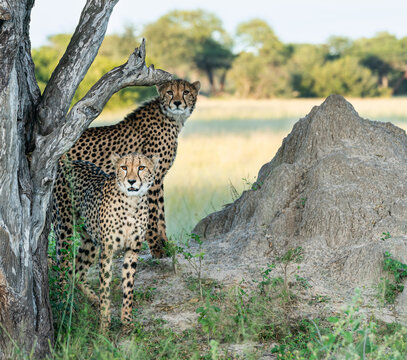 Two cheetah brothers on termite mound. Hwange National Park in Zimbabwe.
