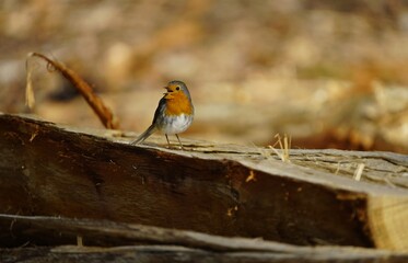 
European Robin (Erithacus rubecula) Muscicapidae family.  Hanover, Germany.